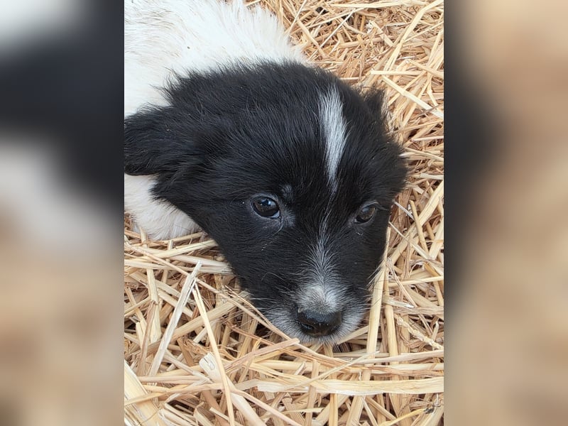 Hund Rüde Welpe Tierschutz Bundesweite Vermittlung