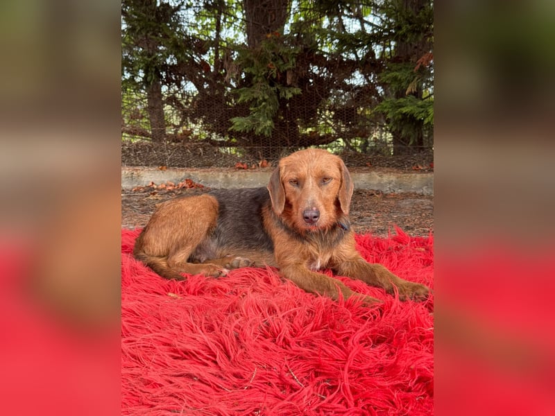 Hund Hündin Kastriert Tierschutz Bundesweite Vermittlung