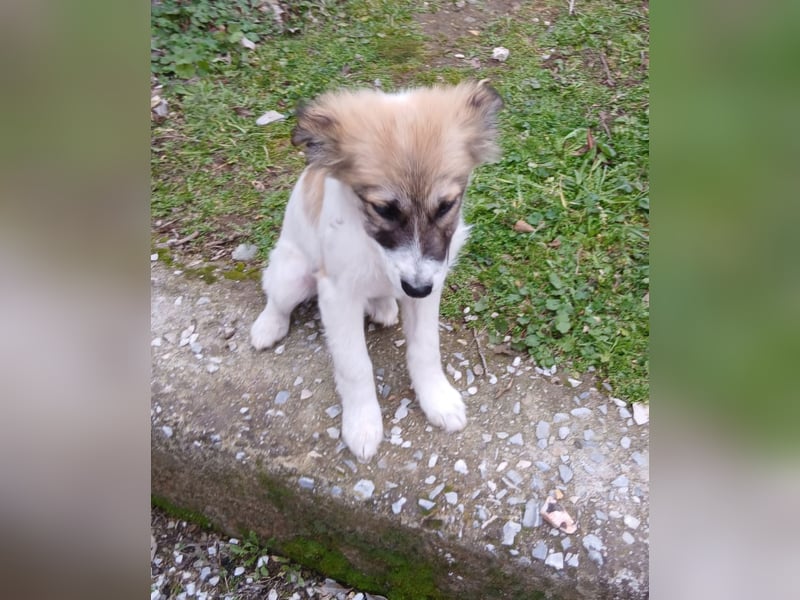 Hund Rüde Tierschutz Welpe Bundesweite Vermittlung