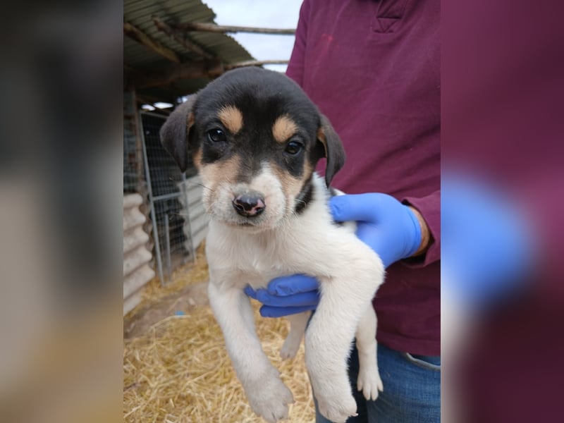 Hund Hündin Welpe Tierschutz Bundesweite Vermittlung