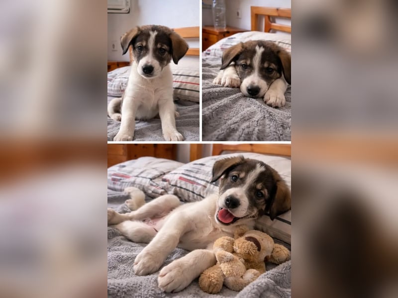 Hund Hündin Welpe Tierschutz Bundesweite Vermittlung