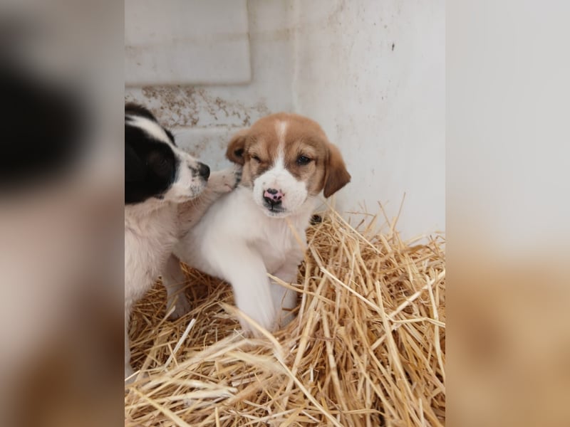Hund Rüde Tierschutz Welpe Bundesweite Vermittlung