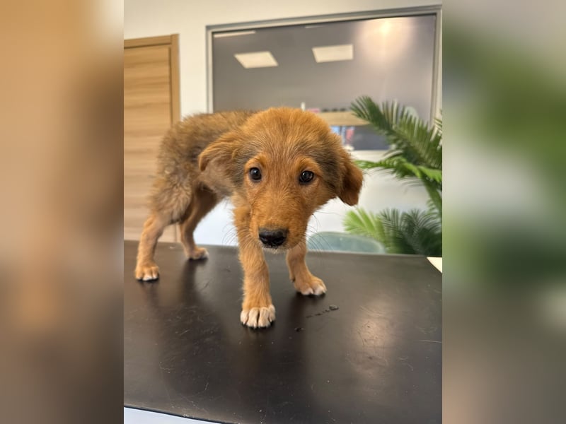 Hund Hündin Welpe Tierschutz Bundesweite Vermittlung