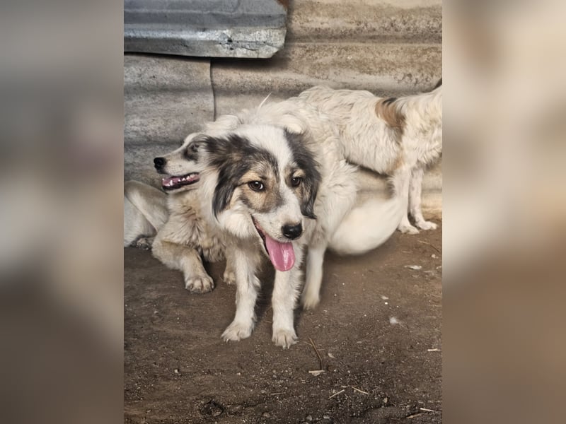 Hund Hündin Tierschutz Bundesweite Vermittlung