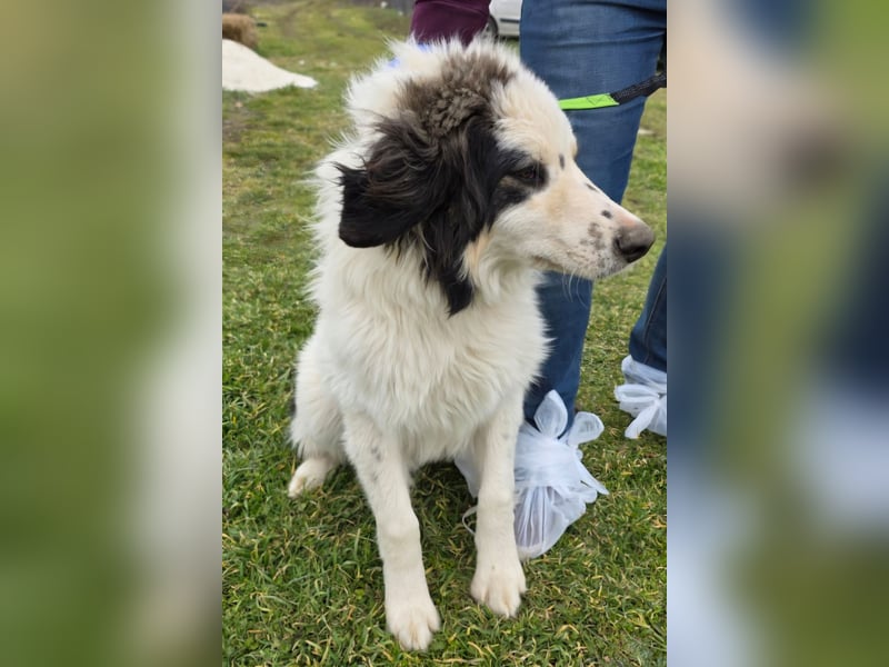 Hund Rüde Tierschutz Bundesweite Vermittlung