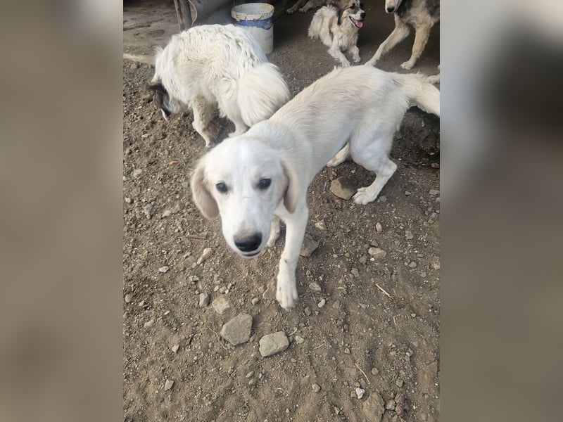 Hund Rüde Welpe Tierschutz Bundesweite Vermittlung