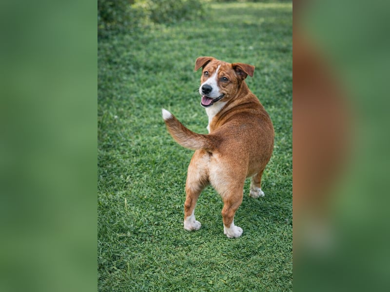 Hund Rüde Tierschutz Bundesweite Vermittlung