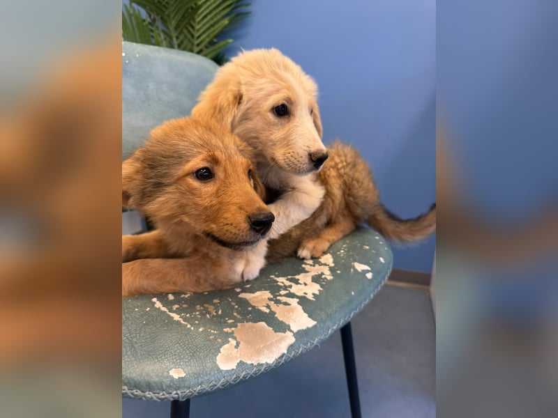 Hund Hündin Welpe Tierschutz Bundesweite Vermittlung