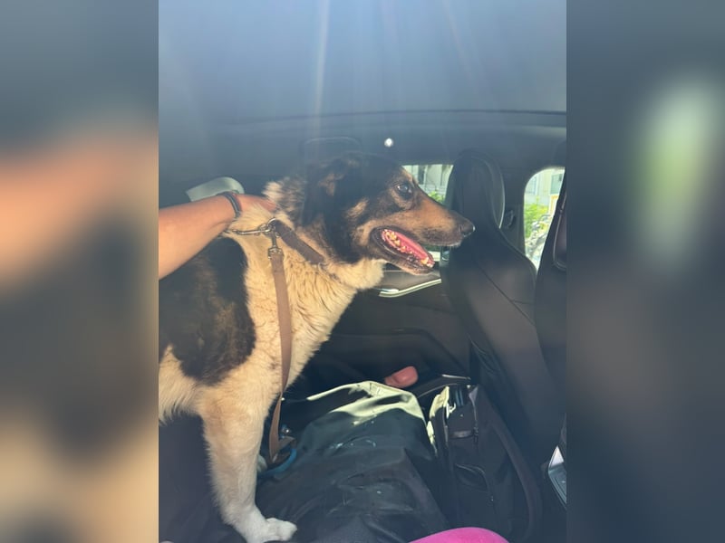 Hund Rüde Tierschutz kastriert Blind Handicap Bundesweite Vermittlung