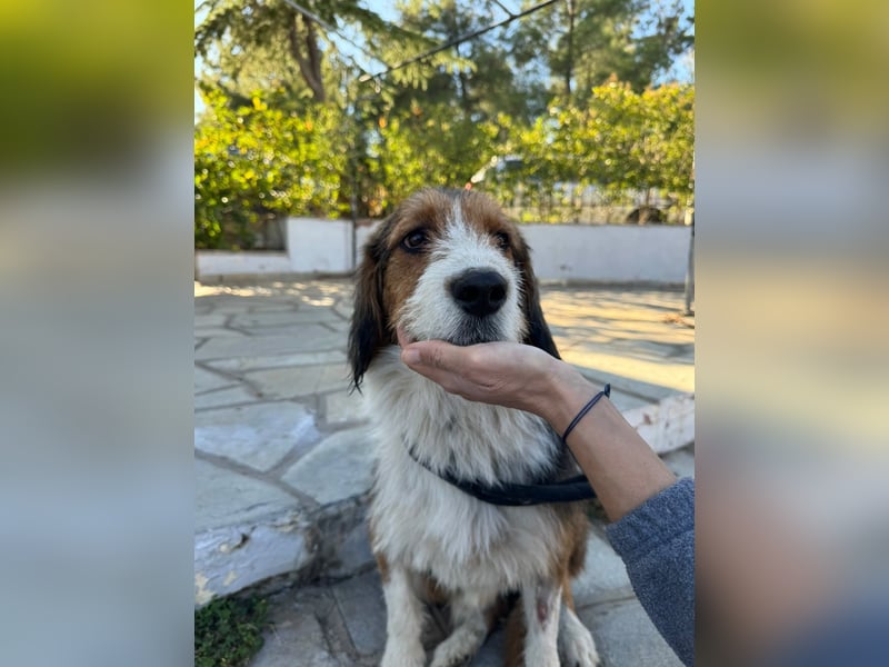 Hund Rüde Kastriert Tierschutz Bundesweite Vermittlung
