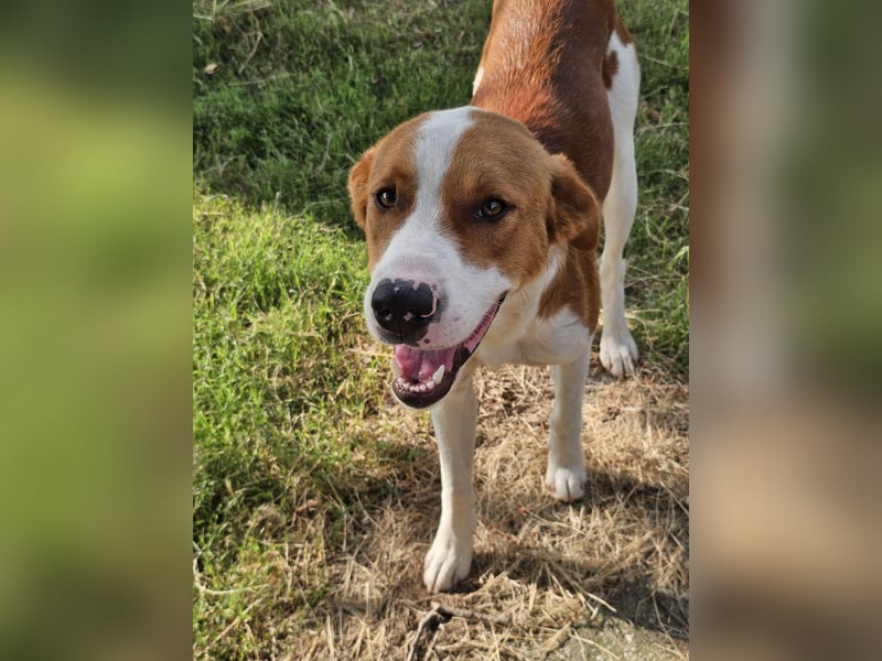 Hund Rüde Tierschutz Bundesweite Vermittlung