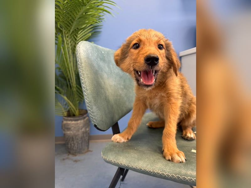 Hund Hündin Welpe Tierschutz Bundesweite Vermittlung