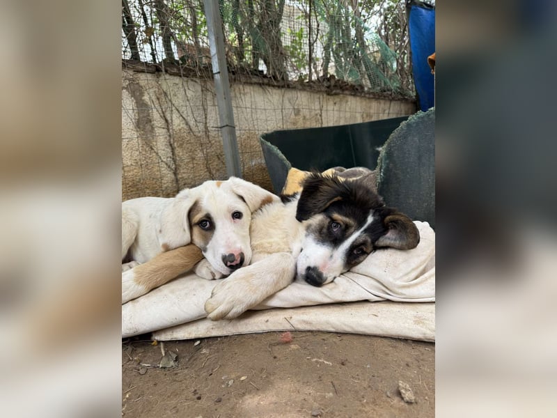 Hund Hündin Welpe Tierschutz Bundesweite Vermittlung