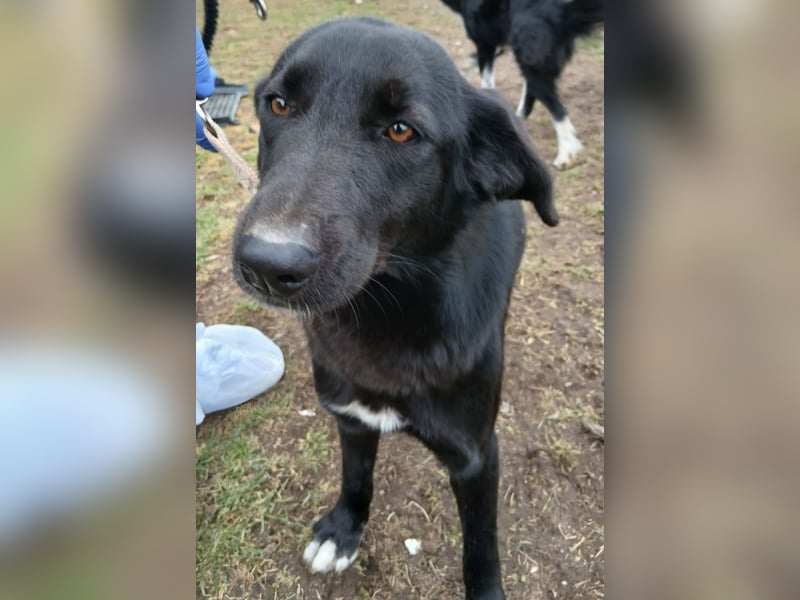 Hund Hündin Tierschutz Kastriert Bundesweite Vermittlung