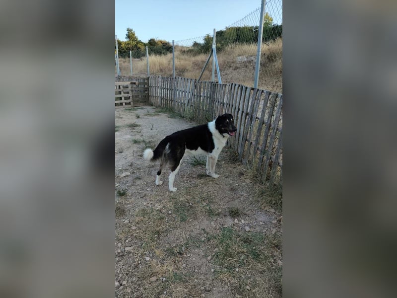 Hund Rüde Tierschutz kastriert Blind Handicap Bundesweite Vermittlung
