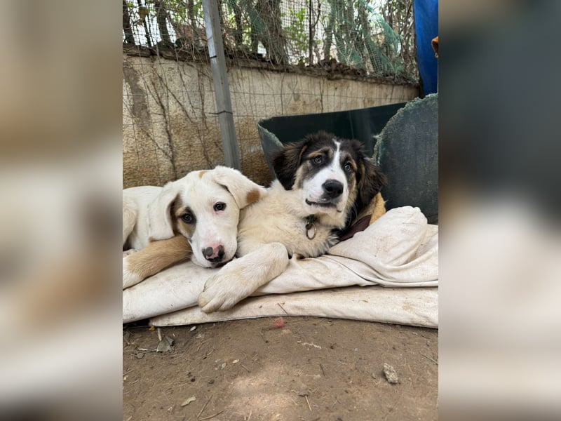 Hund Hündin Welpe Tierschutz Bundesweite Vermittlung