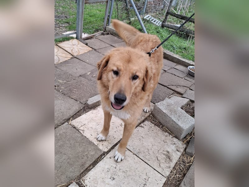 Hund Hündin Tierschutz Bundesweite Vermittlung