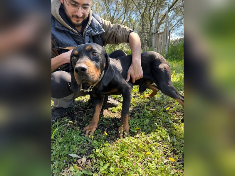 Hund Rüde Tierschutz Bundesweite Vermittlung