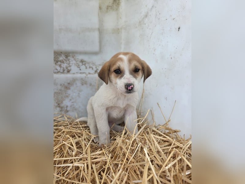 Hund Hündin Welpe Tierschutz Bundesweite Vermittlung