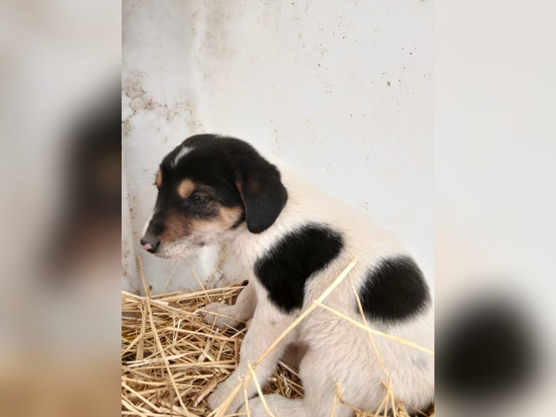 Hund Rüde Welpe Tierschutz Bundesweite Vermittlung