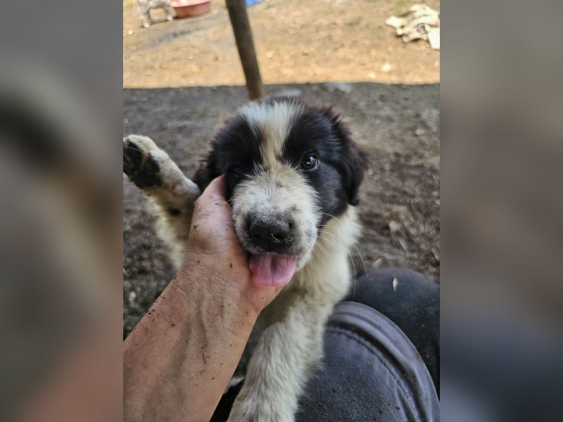 Hund Welpe Rüde Sam Tierschutz