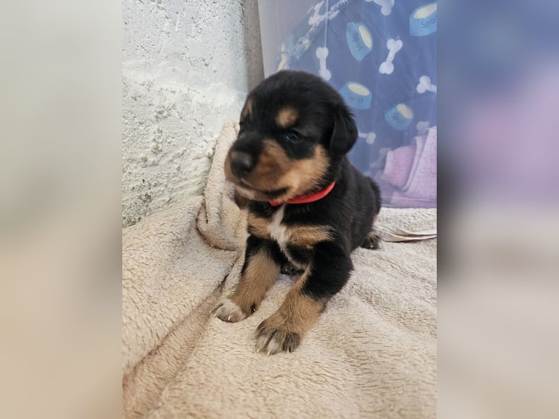 Hund Hündin Welpe Tierschutz Bundesweite Vermittlung