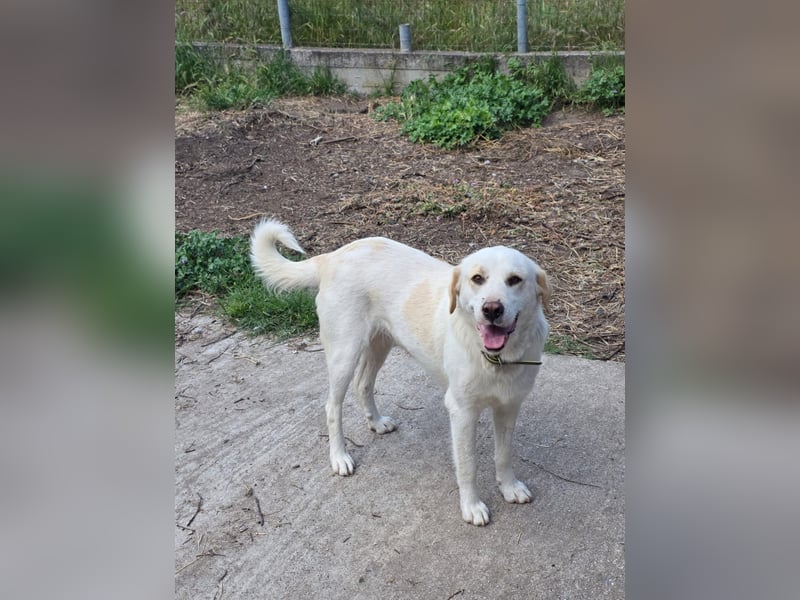 Hund Hündin Kastriert Tierschutz Bundesweite Vermittlung