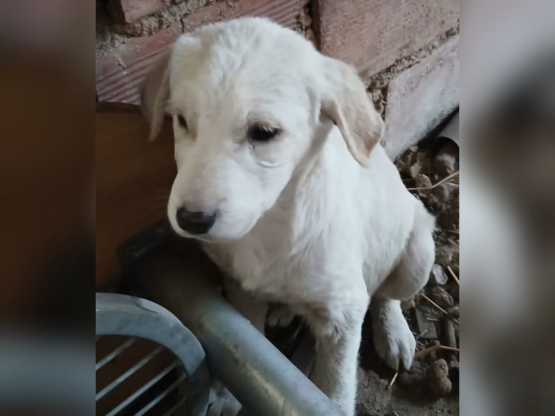 Hund Hündin Welpe Yaila Tierschutz Bundesweite Vermittlung