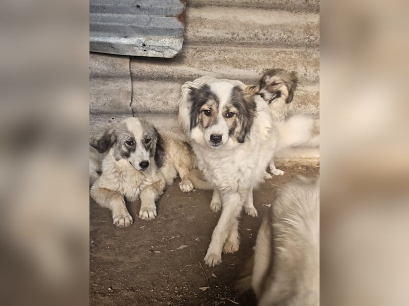 Hund Hündin Tierschutz Bundesweite Vermittlung