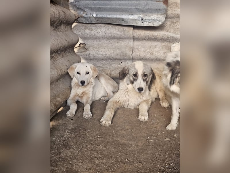 Hund Rüde Welpe Tierschutz Bundesweite Vermittlung