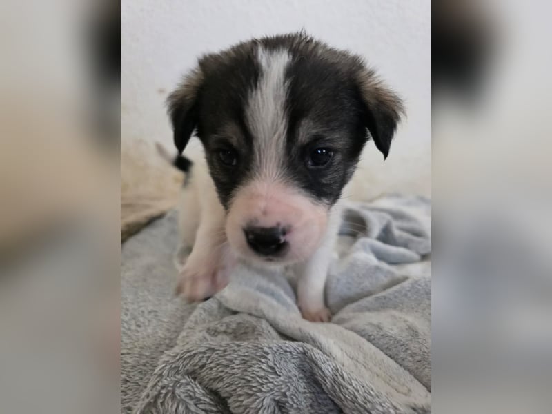 Hund Hündin Welpe Tierschutz Bundesweite Vermittlung