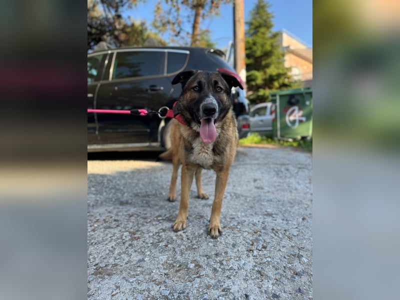 Hund Hündin Tierschutz Kastriert Bundesweite Vermittlung