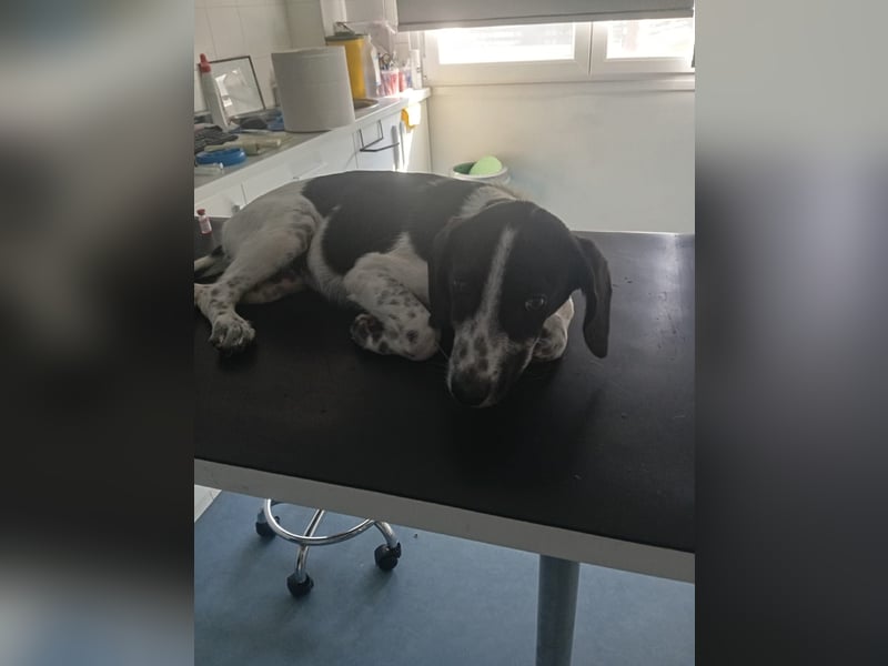 Hund Hündin Welpe Tierschutz Bundesweite Vermittlung
