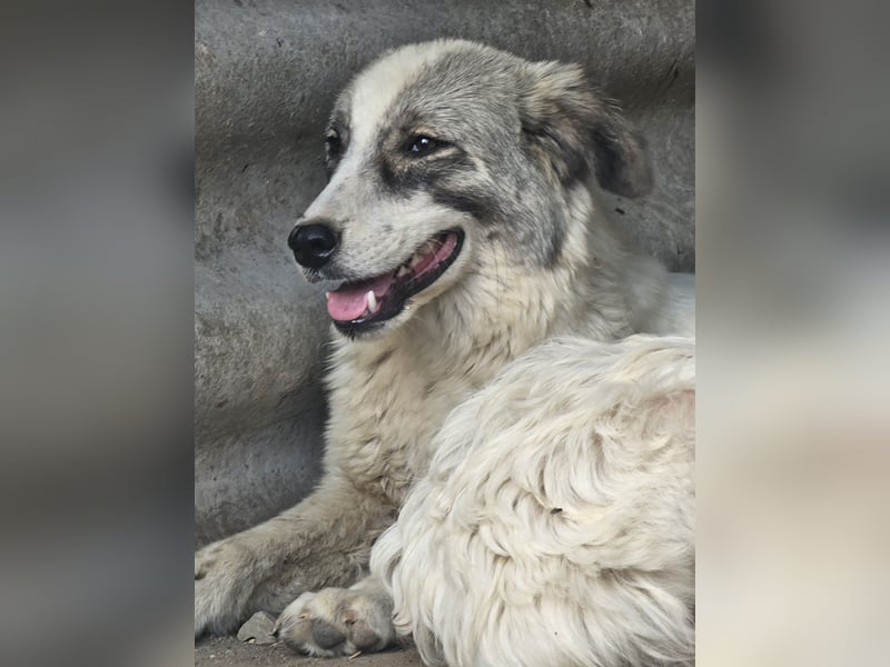 Hund Rüde Welpe Tierschutz Bundesweite Vermittlung