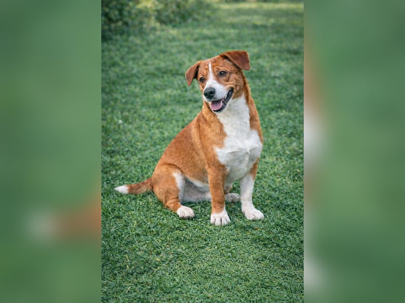 Hund Rüde Tierschutz Bundesweite Vermittlung