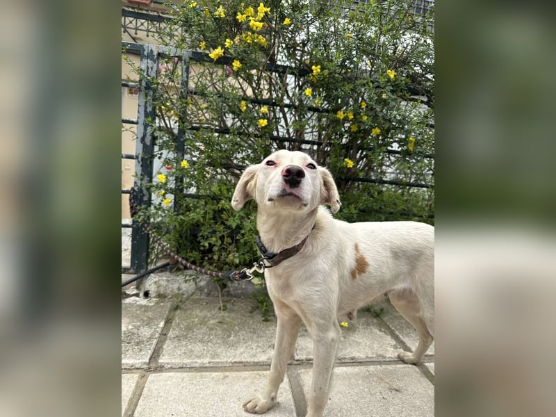 Hund Hündin Tierschutz kastriert Bundesweite Vermittlung