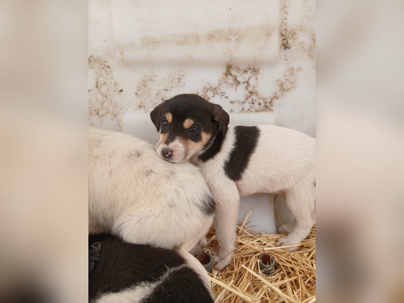 Hund Hündin Welpe Tierschutz Bundesweite Vermittlung
