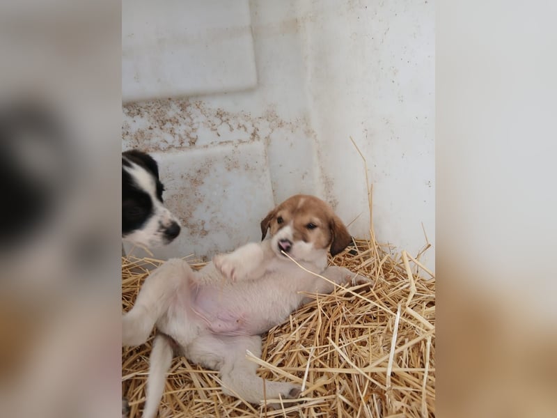 Hund Rüde Tierschutz Welpe Tierschutz Bundesweite Vermittlung