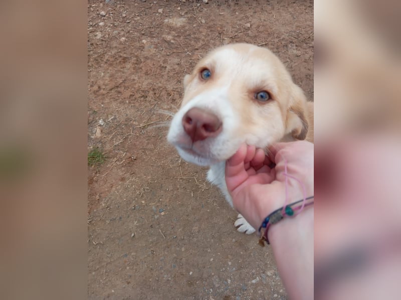 Hund Rüde Welpe Tierschutz Bundesweite Vermittlung