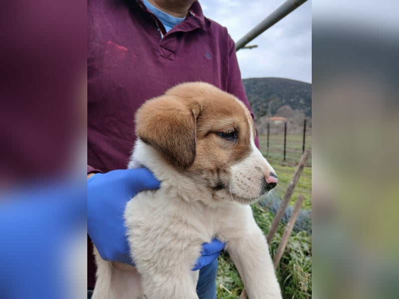 Hund Rüde Tierschutz Welpe Bundesweite Vermittlung