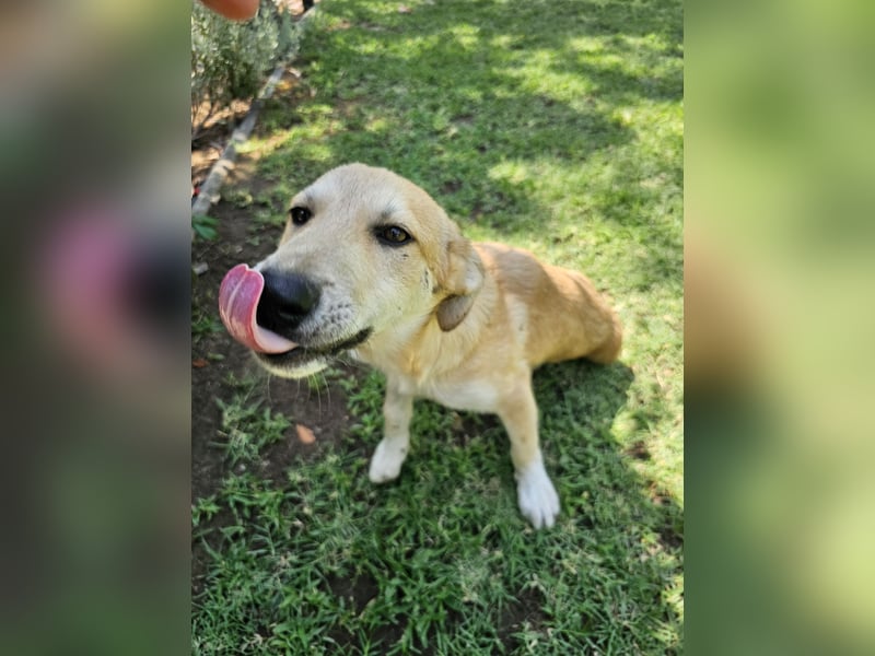 Hund Junghund Hündin Thalia Tierschutz Traumhund