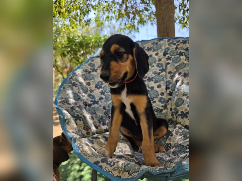 Hund Hündin Welpe Tierschutz Bundesweite Vermittlung