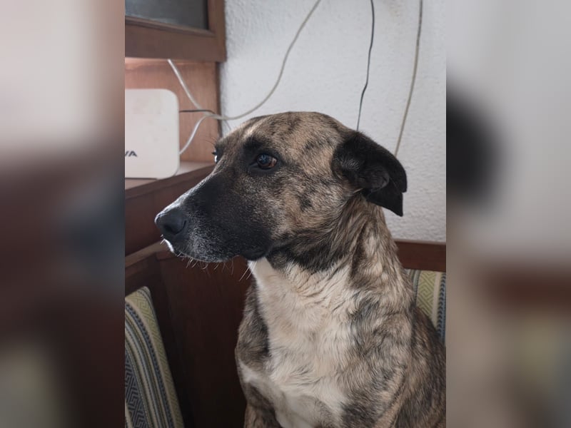 Hund Rüde super ruhig und lieb Tierschutz Bundesweite Vermittlung