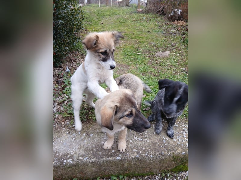 Hund Rüde Tierschutz Welpe Bundesweite Vermittlung