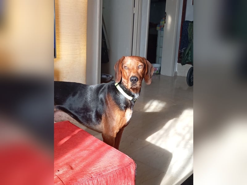 Hund Rüde Tierschutz Bundesweite Vermittlung