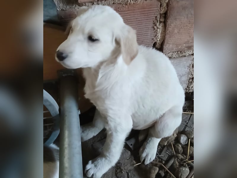 Hund Hündin Welpe Yaila Tierschutz Bundesweite Vermittlung