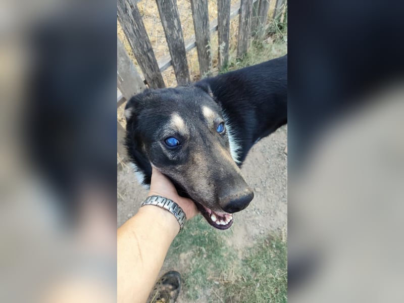 Hund Rüde Tierschutz kastriert Blind Handicap Bundesweite Vermittlung
