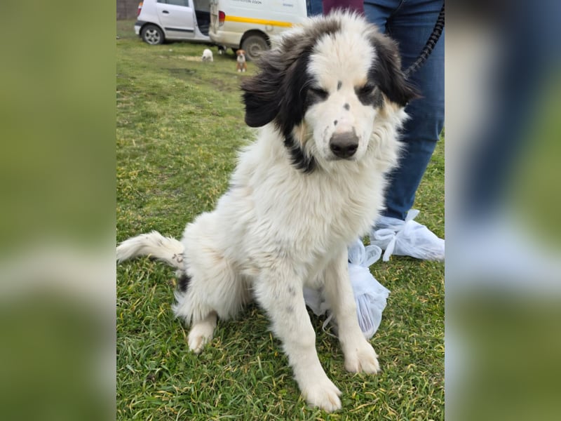 Hund Rüde Tierschutz Bundesweite Vermittlung