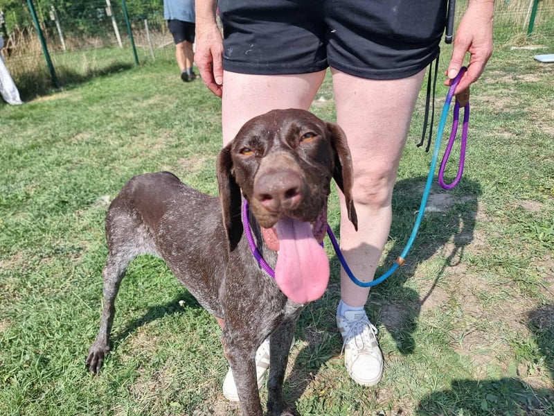 Mendi, geboren 28.06.2022, 60cm sucht liebevolles Zuhause