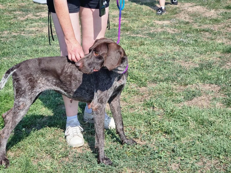 Mendi, geboren 28.06.2022, 60cm sucht liebevolles Zuhause